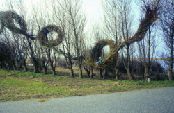 axials:  Patrick Dougherty