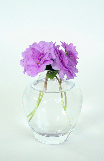Click here for the most beautiful blog you’ve ever followed :) 