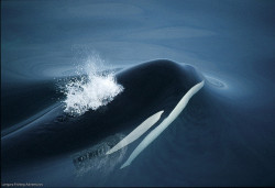 nocountryforslaughter:  Killer whale at Langara Island by Langara Fishing Adventures on Flickr. Wolf of the sea. 