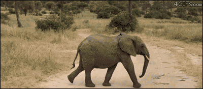 4gifs:  Wait for meee 