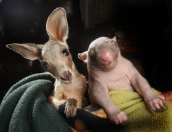 allcreatures:  Orphaned kangaroo and wombat are inseparable friends (they even share the same pouch). Anzac the joey and Peggy the wombat together at the Wildlife Kilmore Rescue Centre in Victoria, Australia 