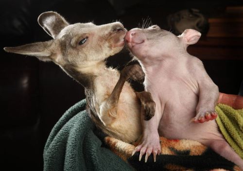 allcreatures:  Orphaned kangaroo and wombat are inseparable friends (they even share the same pouch). Anzac the joey and Peggy the wombat together at the Wildlife Kilmore Rescue Centre in Victoria, Australia 