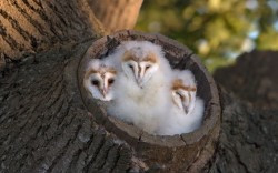 theanimalblog:  Three barn owl chicks snooze in their fluffy bed in Saxumundham, Suffolk. Photographer Paul Sawer spotted the young barn owls snuggling at the entrance to their nest in a tree stump, waiting for parents return with food, close to his home