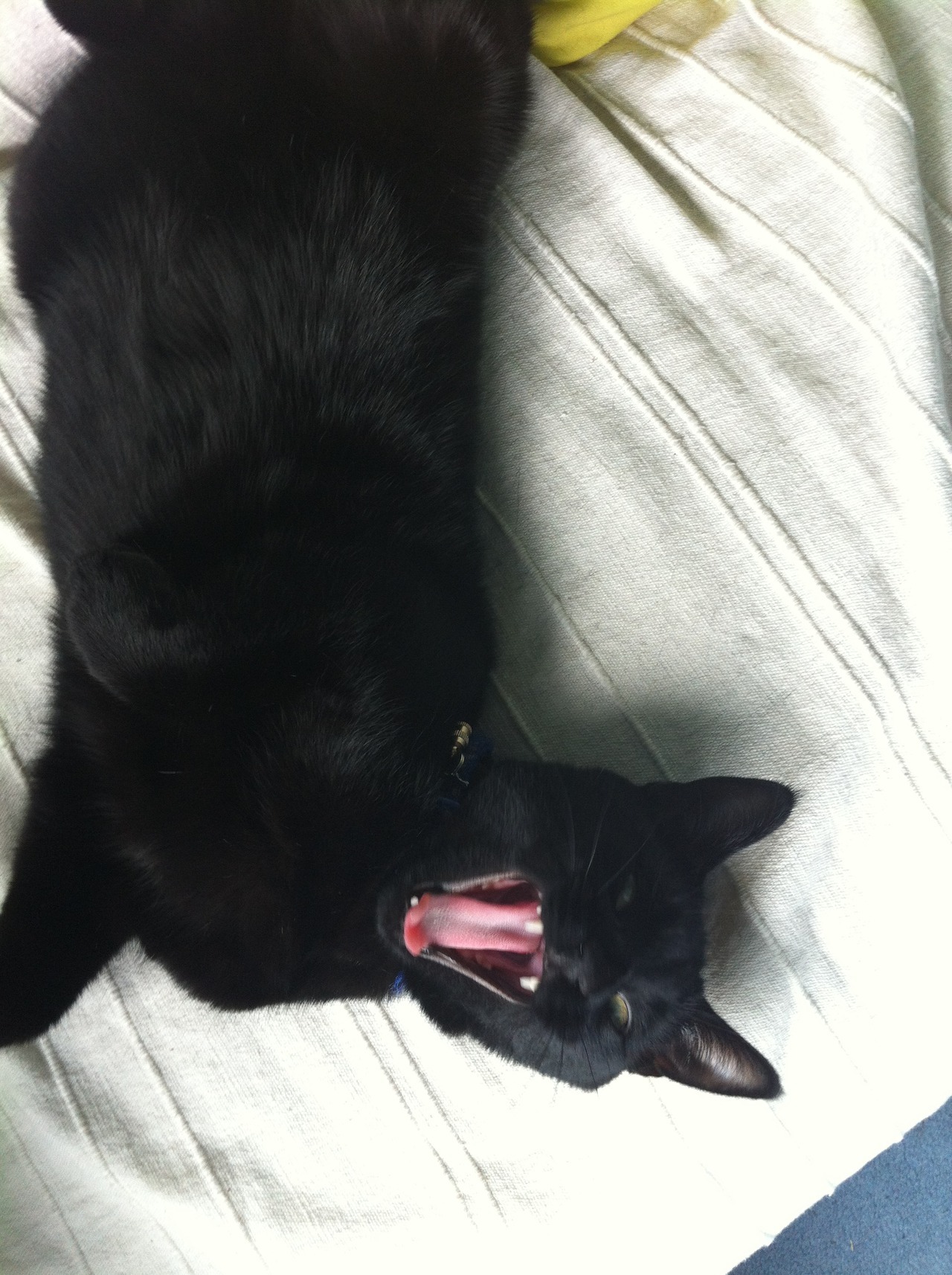 beapo:  Oh hiya Milo 