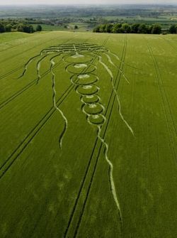 tea-daze:  A 600ft jellyfish pattern has appeared in a barley field in Kingstone Coombes, Oxfordshire, in what is one of the most intriguing crop circles ever seen in Britain. The vast pattern appeared in the field last week and experts are claiming it