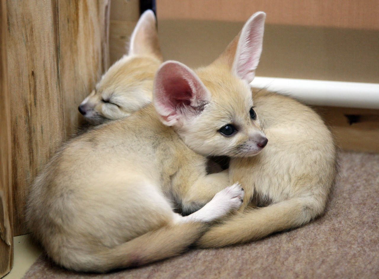 Fennec appreciation blog,
