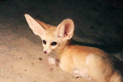 theanimalblog:  Fenek berberský (Vulpes