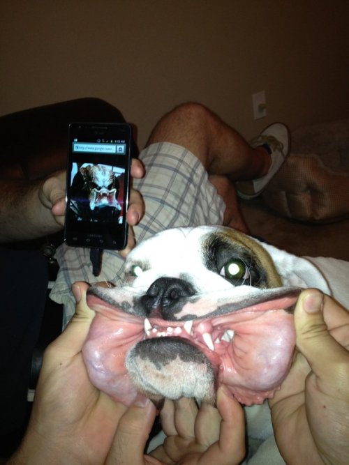 lolazo-net:  Predator.