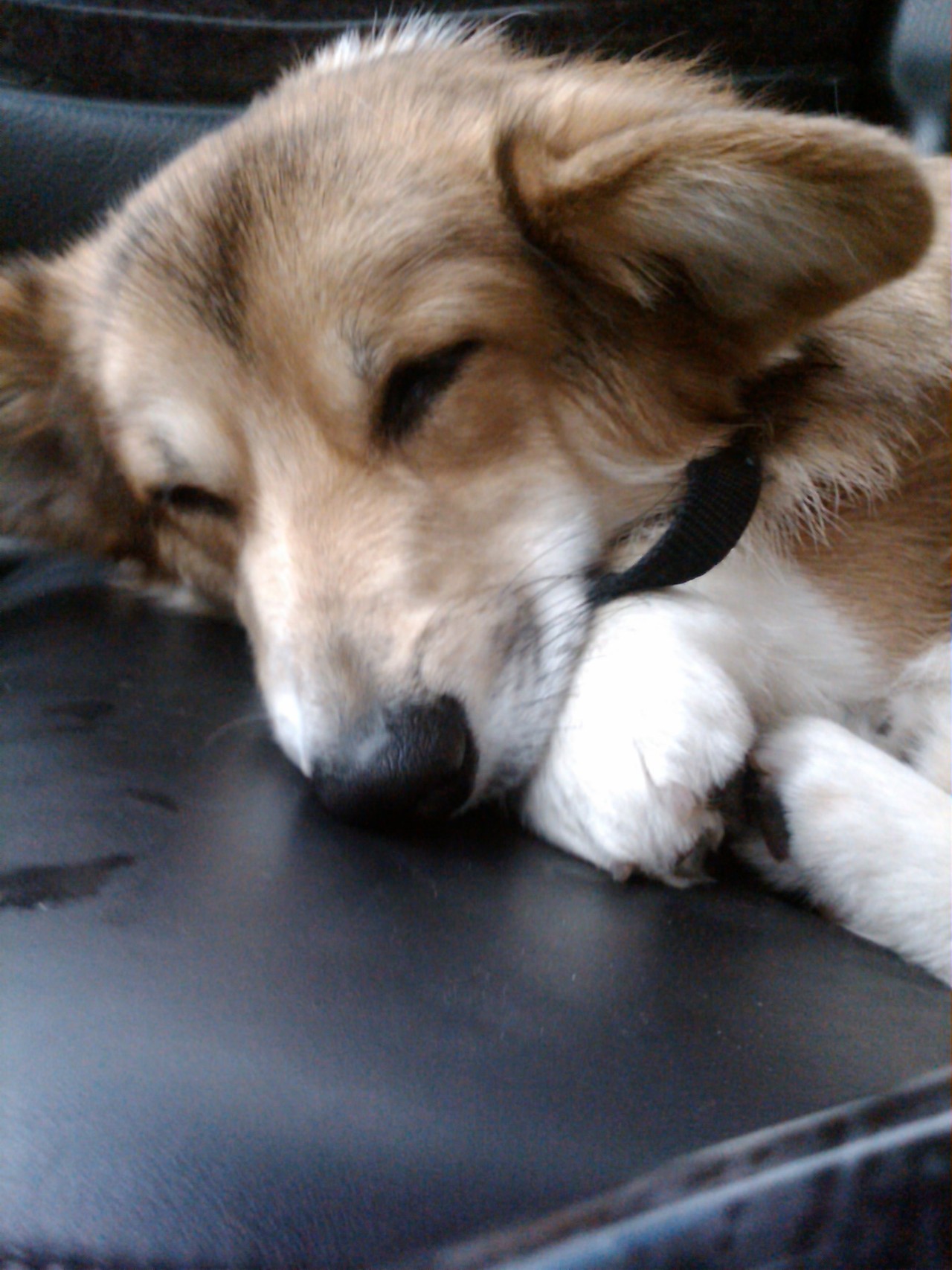corgiaddict:  Maximum Compactness Achieved http://jasperislington.tumblr.com/