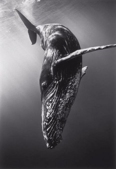 aquaticwonder:  An Underwater Ballet