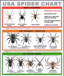 nerdgasmz:  thegirlwhocriedbadwolf:  adriofthedead:  spac3crick3t:  cjsbugs:  Dangerous U.S. Spiders When people see me pick up a spider with my bare hands and throw it outside, their typical reaction is “You are crazy! How do you know that spider isn’t