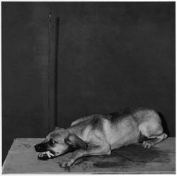 periousia:by Roger Ballen