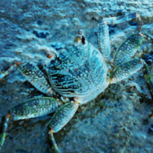 #animal #crab #sea #beach #water #blue (Taken with Instagram)