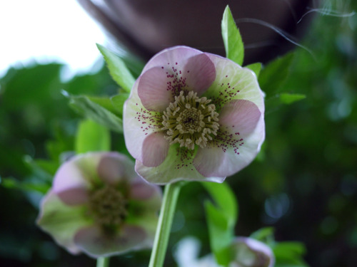 Hellebore