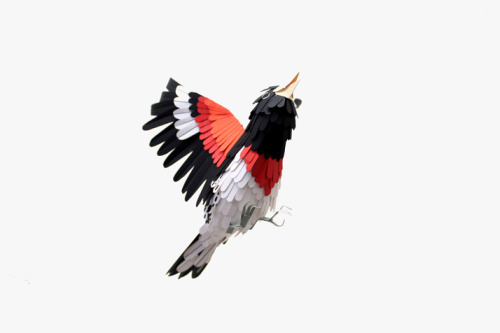 Porn unknowneditors:  Incredible Paper Birds by photos