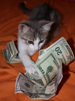 cashcats.biz