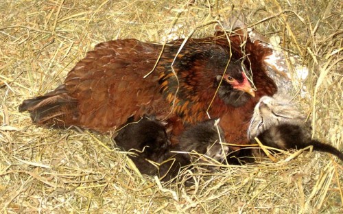 This broody farmyard hen was spotted sitting on a litter of kittens after they strayed in to her nest. A cat intruded on her usual nesting spot and used it to keep her kittens warm. Instead of kicking up a fuss, the bird appeared to adopt the four...