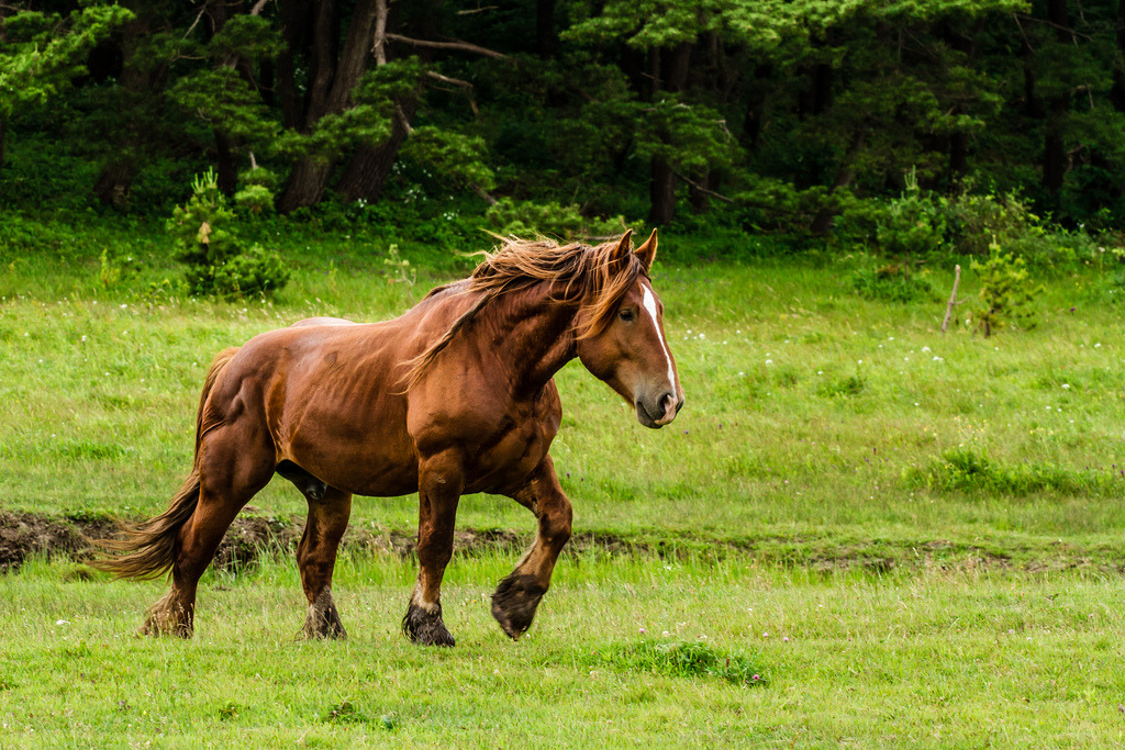 enteringnarnia:  eleanor-always:  horsep0rn:  A Wild Horse in Northern Japan (by