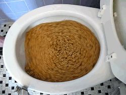 collegehumor:  Cheerios in the Toilet They really don’t change much during the digestion process. 