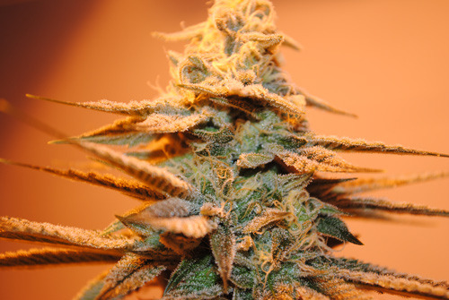 weedporndaily:  PIX OF THE CROP - 08.02.12 