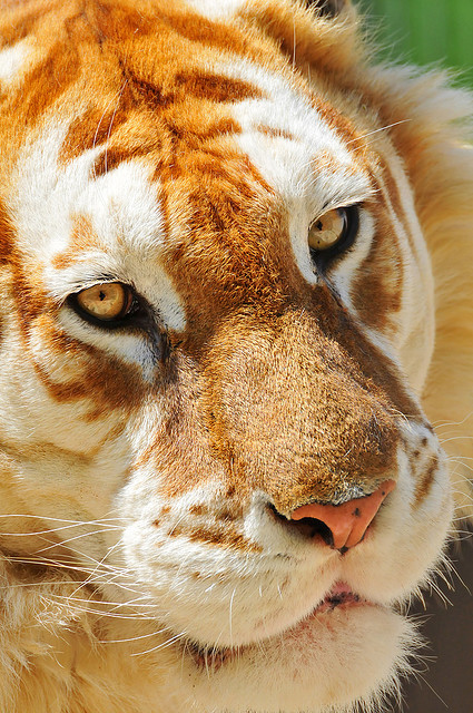 redwingjohnny:  Close-up portrait of the golden tiger by Tambako the Jaguar on Flickr. 