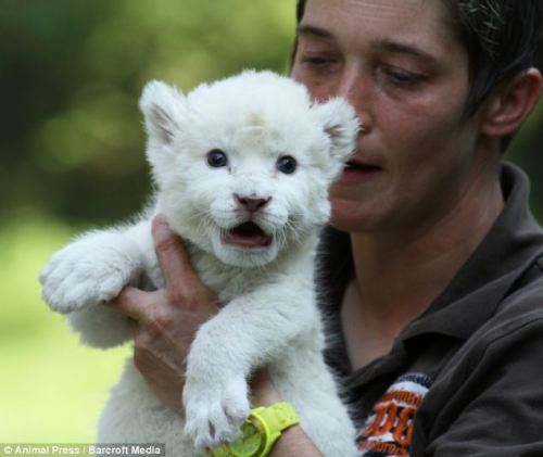 Porn Pics theanimalblog:  Pointer dog becomes stepfather