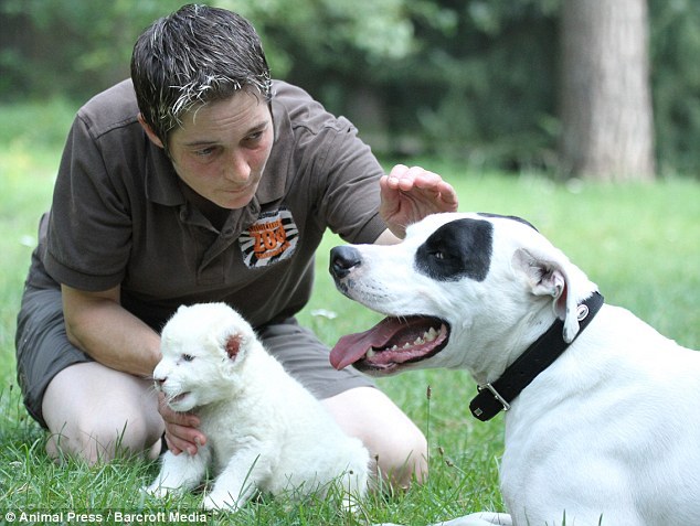 theanimalblog:  Pointer dog becomes stepfather to rare white lion cub
