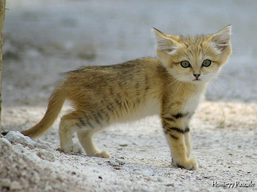 funkysafari:2 month old sand catby home77_Pascale 