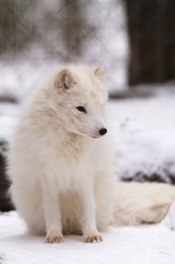 earth-song:  Artic fox by © Wolfgang Holtmeier