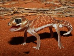 allcreatures:  Photograph by Robert McLean  Knob-tailed gecko (Nephrurus levis occidentalis) in a defensive posture  (via Gecko Picture — Animal Wallpaper — National Geographic Photo of the Day)  eeeeeeep!