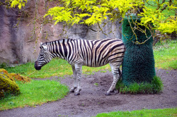 strawbrykiwi:  Zebra (Oregon Zoo) on Flickr.