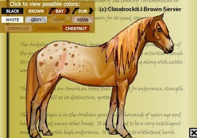 Åre Urimelig Mild Horseisle Info — Appaloosa cross Highland Pony. Once again drawn...