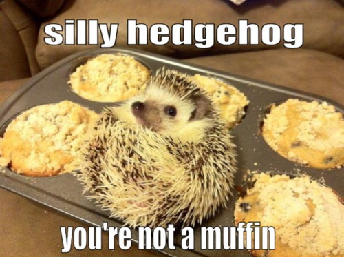 thefunniestpost:  Hysterical Blog!