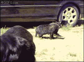 smearedlipstick:ghdos:illrandomocity:majin-k:Did a bunch of dogs breakup a fight between two cats? A