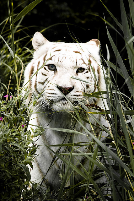 bl-ackleopard:  big-cat-nation:  beautiful white tiger by Adam Foster | Codefor on Flickr.  ☯ NATURE/WILDLIFE BLOG ☯ 