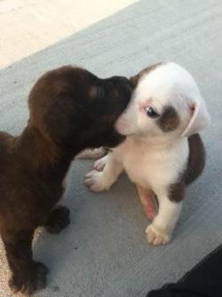 Aww so adorable. Puppies first kiss! :)