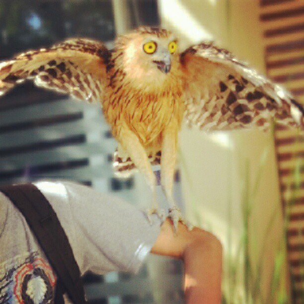 #owl #animal #bird #eyes (Taken with Instagram)