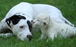 Theanimalblog:  A Pointer-Cross Named Lejon Plays With A Three-Week-Old White Lion