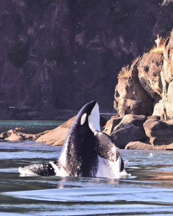 blackfishsound:  Male Orca Whale Breaching