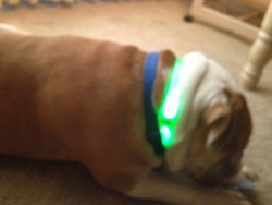 I put a glowstick collar on Kelso