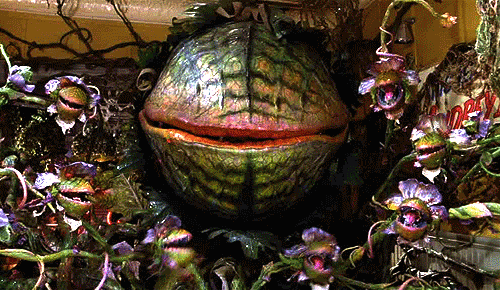 kim-cheeseburger:  30 day movie challenge: Day 1 Favorite Movie Little Shop Of Horrors    “Do you remember that total eclipse of the sun about a week ago?” 