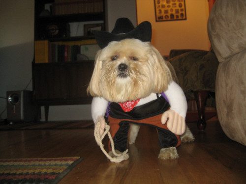 dogsdoingpplthings:  this town aint big enough for the 2 of us 