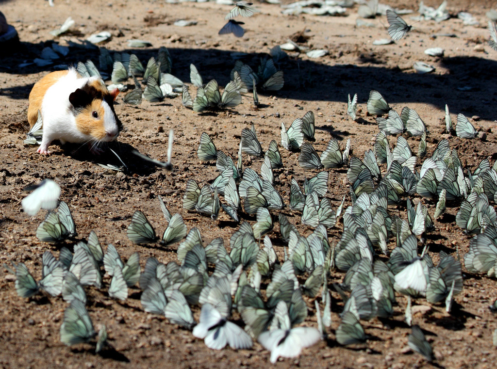 nelflovesyou:  operator-as-fuck:  a fucking wild guinea pig playing in a flock of