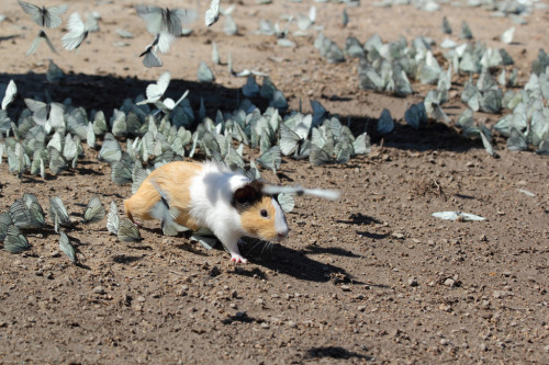 operator-as-fuck:a fucking wild guinea pigplaying in a flock of butterflies…..