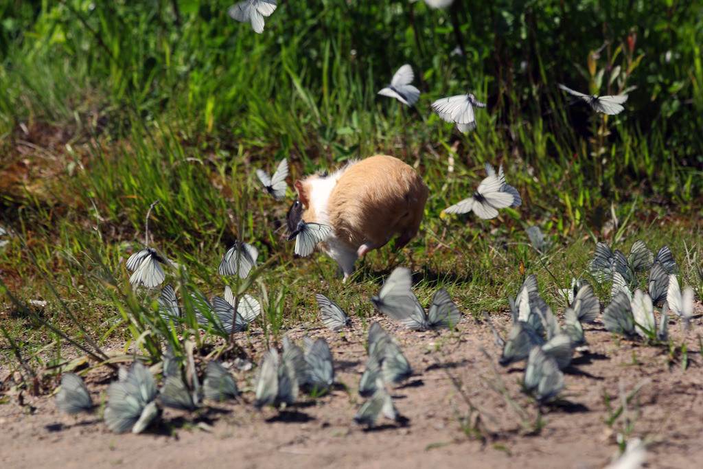 nelflovesyou:  operator-as-fuck:  a fucking wild guinea pig playing in a flock of