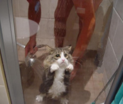 who washes a cat. poor thing.