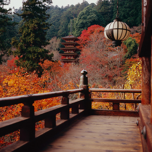 Autumn colours at Hase-Dera Temple in Nara, Japan (by Eiji Murakami).