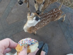 donut? cade o donut, donut