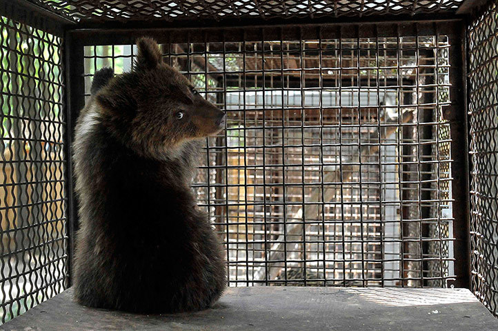 theanimalblog:  Nastia, a six-month-old female bear cub, in a private zoo in Haisyn,