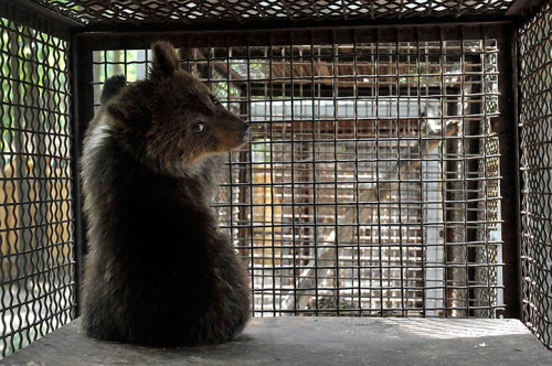 Nastia, a six-month-old female bear cub, in a private zoo in Haisyn, Vinnitsya region, about 250km south of Kiev. Nastia was rescued by Ukrainian authorities and the Four Paws Animal Welfare Foundation from the private zoo because they thought there...